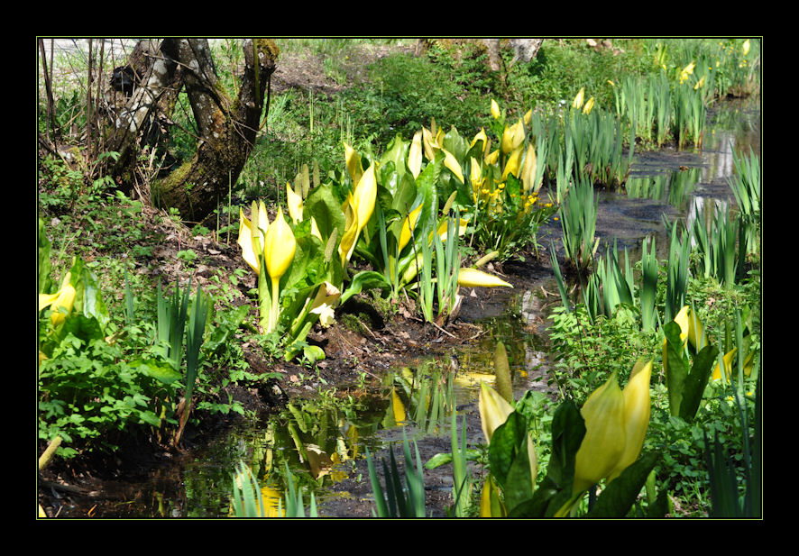 Lysichiton camtschatcensis