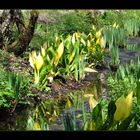 Lysichiton camtschatcensis