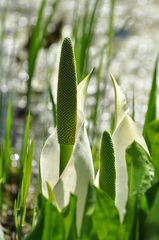 Lysichiton camtschatcensis 2