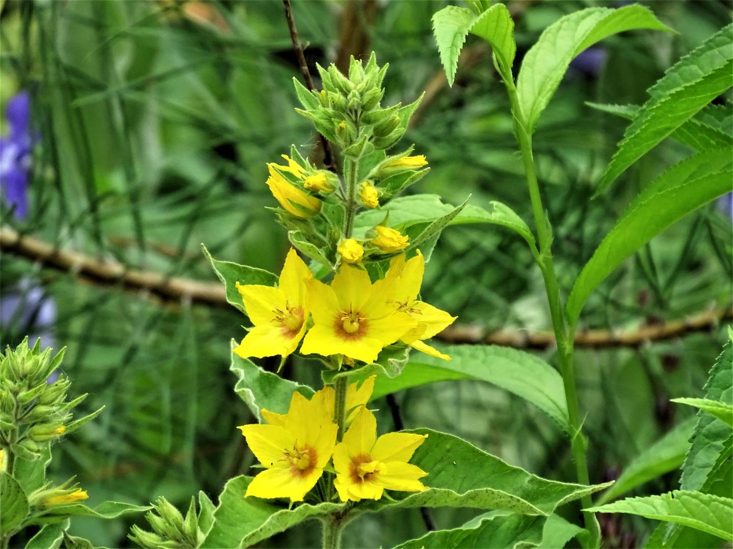 Lysimachia