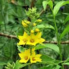 Lysimachia