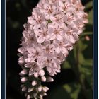 Lysimachia-clethroides