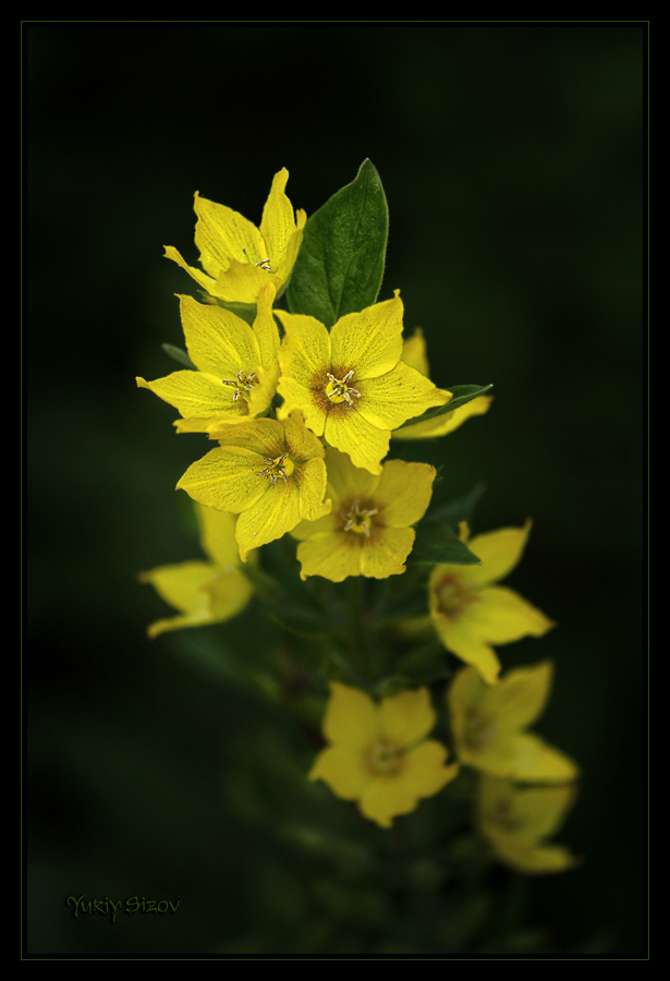 Lysimachia punctata