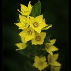 Lysimachia punctata