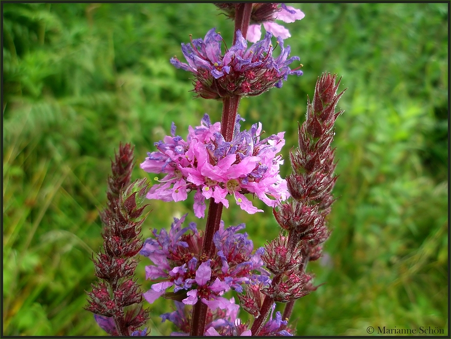 Lythrum salicaria...