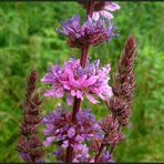 Lythrum salicaria...