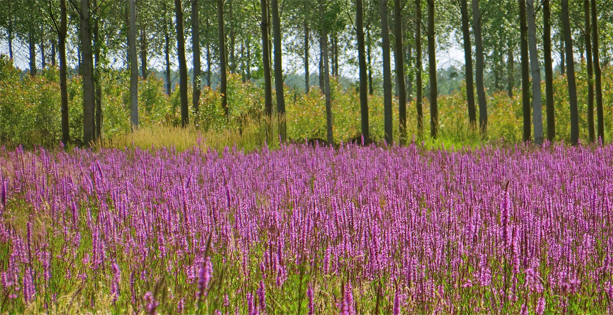 ... Lythrum salicaria -Blutweiderich !!!...