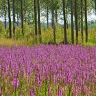 ... Lythrum salicaria -Blutweiderich !!!...