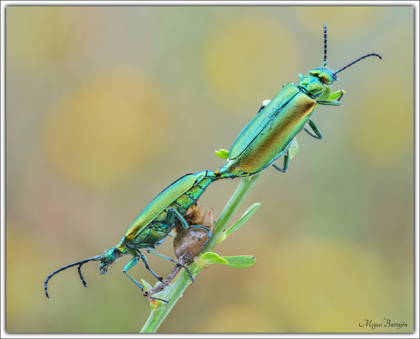 Lytta vesicatoria (Coleoptera, Meloidae)