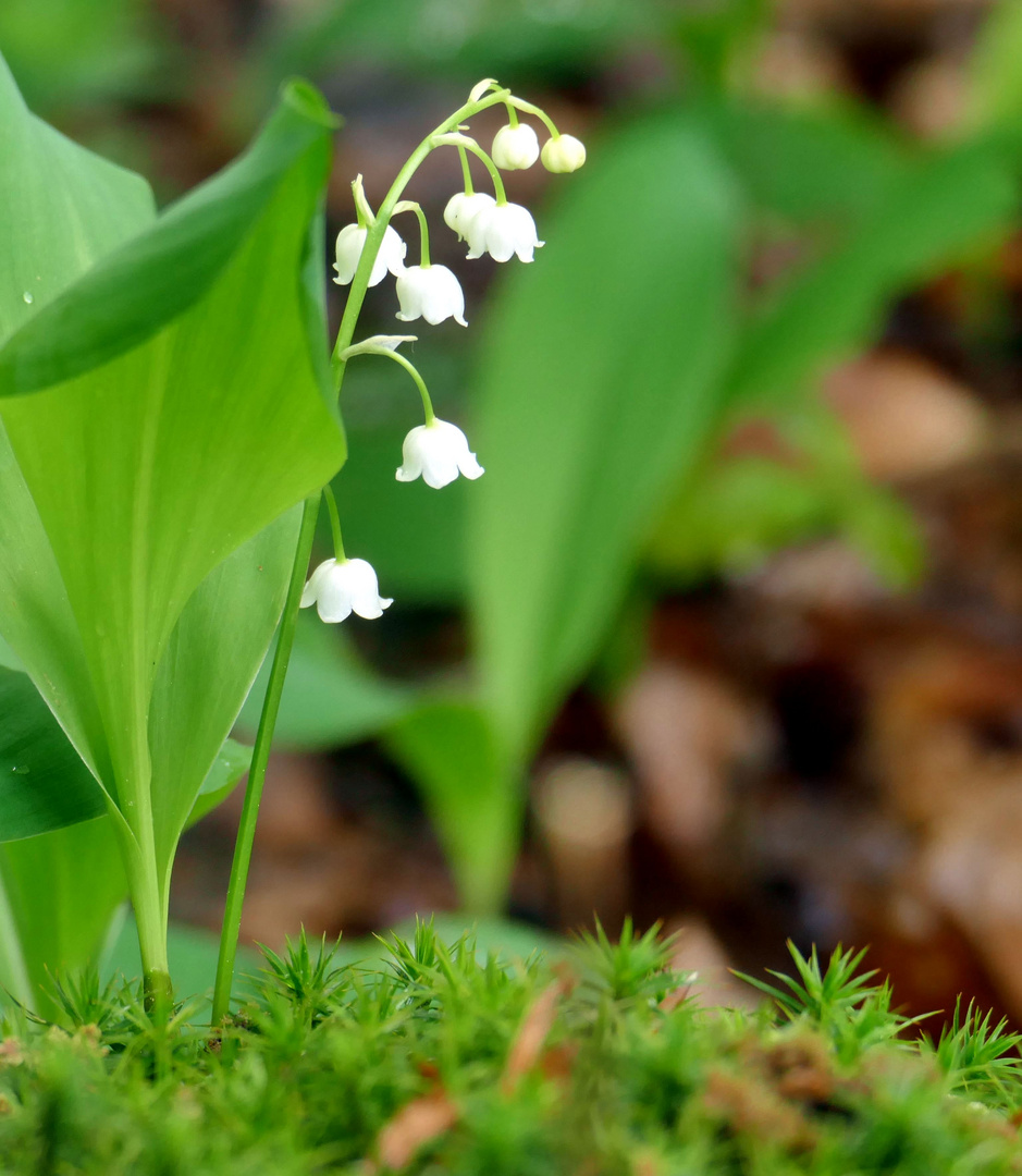 M A I G L O C K C H E N Foto Bild Pflanzen Pilze Flechten Bluten Kleinpflanzen Jahreszeiten Bilder Auf Fotocommunity