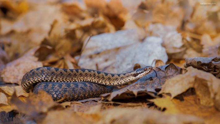 „ m a n . m u s s t e . s c h o n . g e n a u . h i n s c h a u e n “