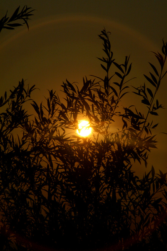 Ím abendlichen Gegenlicht