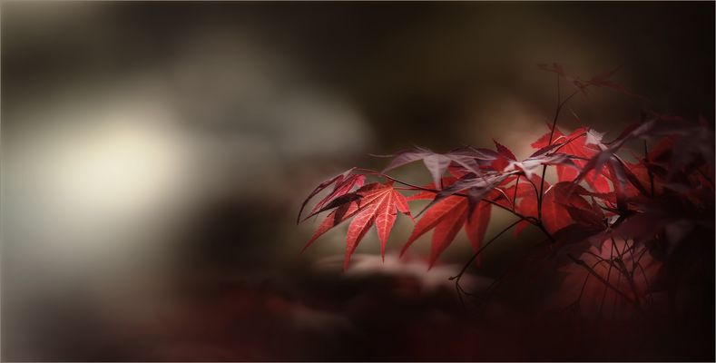 M e t a m o r p h o s e