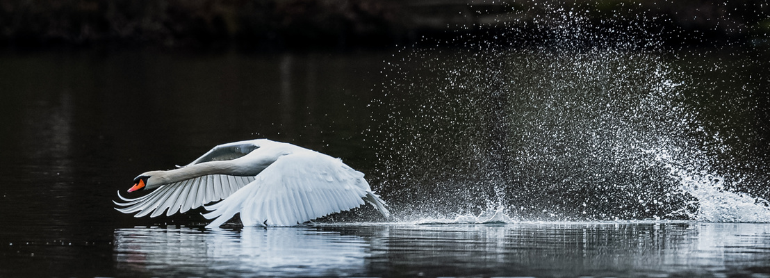 M i t g e z o g e n  . . . . .