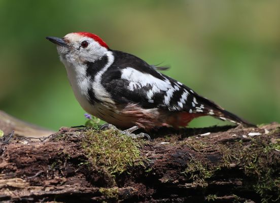 M I T T E L S P E C H T