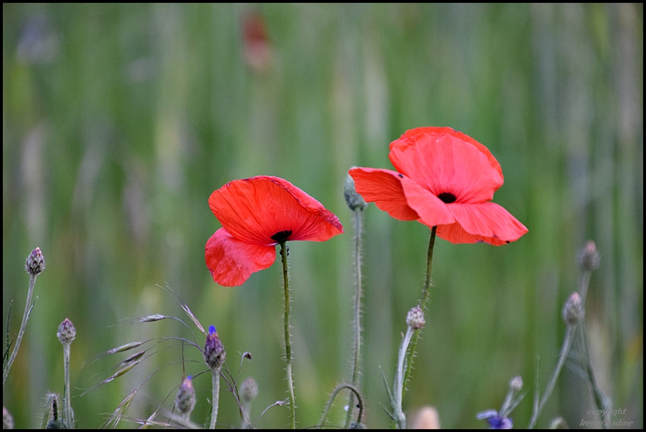 M & M - Montags Mohn