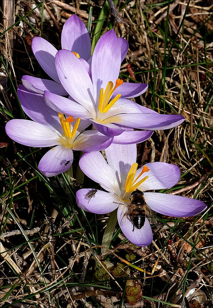 Ím März kommen die Frühblüher und auch die Insekten Foto & Bild