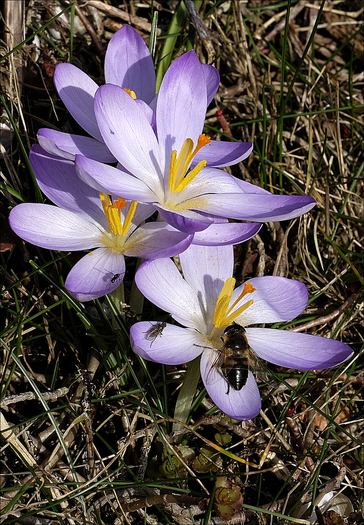 Ím März kommen die Frühblüher und auch die Insekten