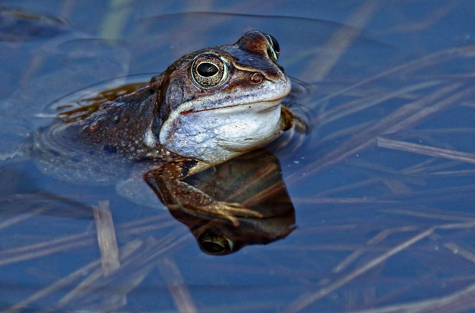 "M O O R L I" der Frosch