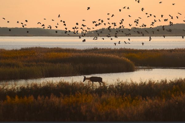 M O R G E N L I C H T