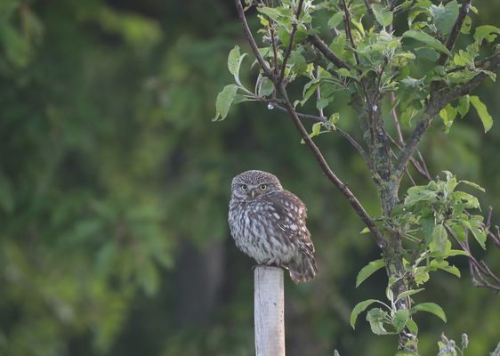 M O R G E N S _U M _ S E C H S