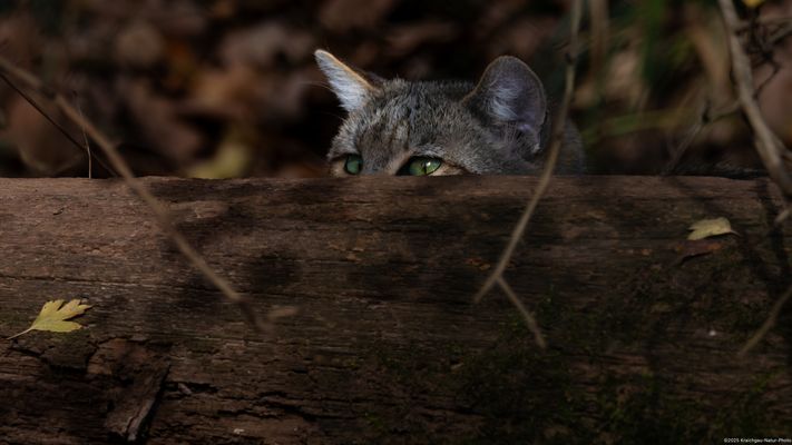 . . M R . K I L L R O Y . . . .