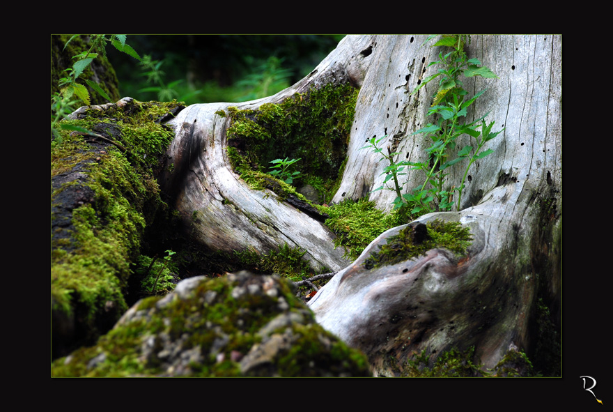 Îm Schoss der Natur