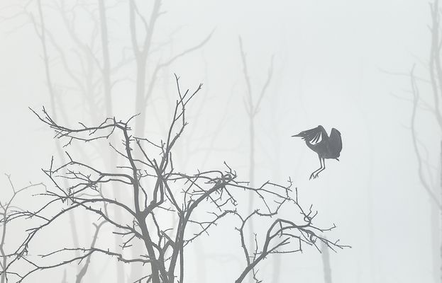 m y s t e r i o u s . f l i g h t