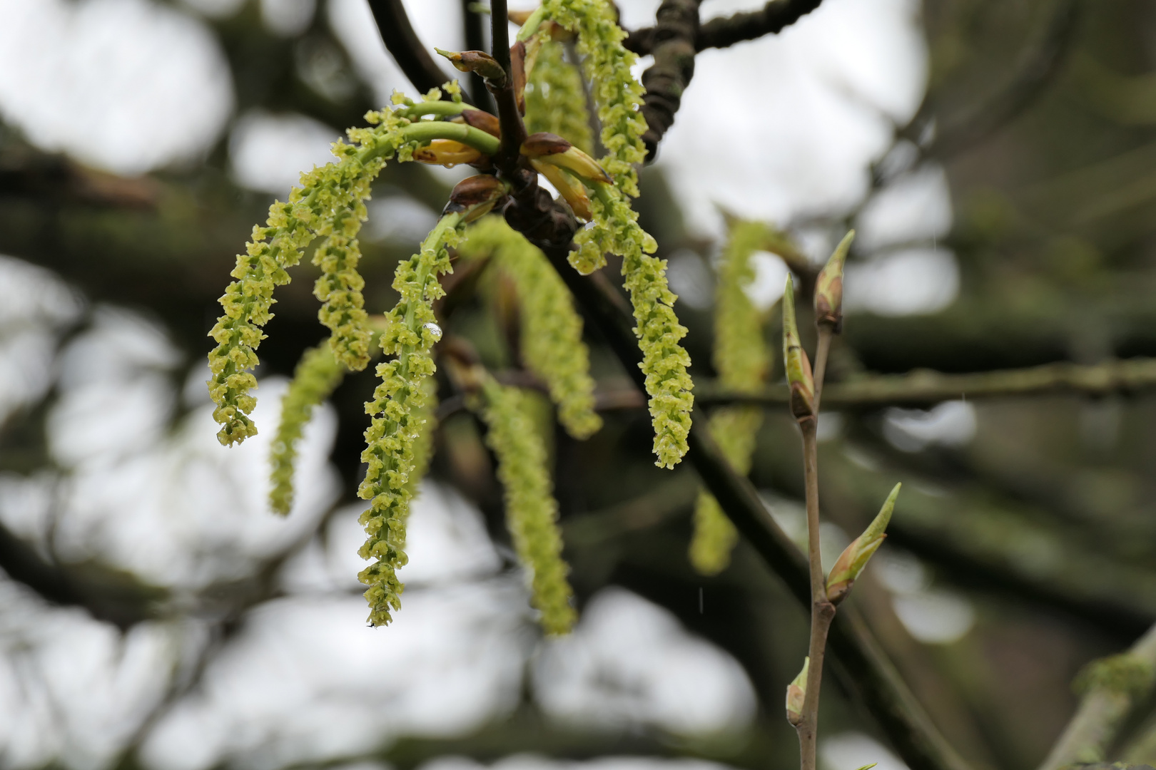 M03 es grünt so grün - Hasselnussblüte und zarte Blättertriebe...