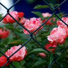 M20110602 Hinter Gittern