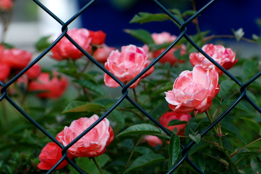 M20110602 Hinter Gittern