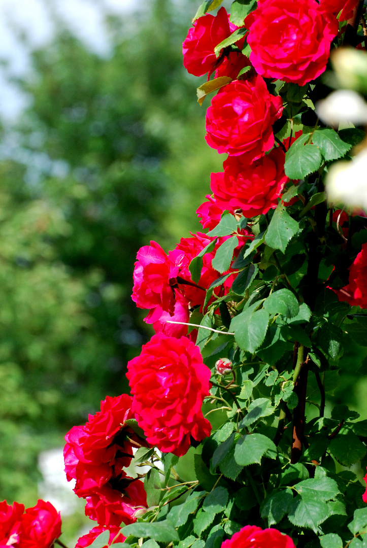 M20110605 Warmbronner Rosenrundgang