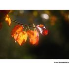 m5_173250_herbst_fc