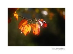 m5_173250_herbst_fc