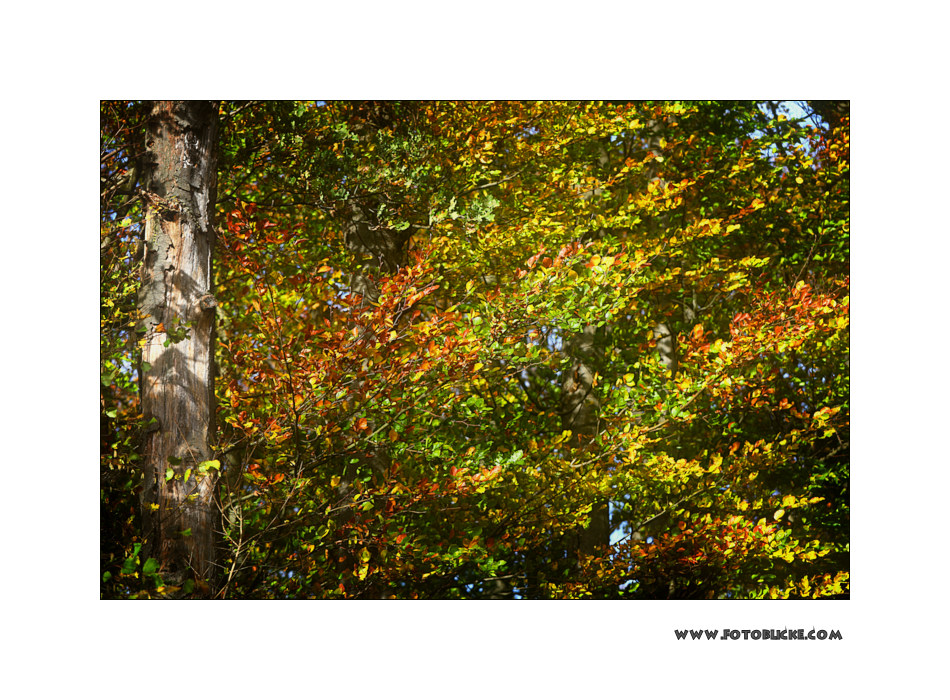 m5_173724_herbst_fc