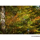 m5_173724_herbst_fc