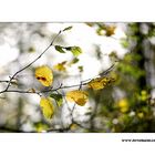 m5_173810_herbst_fc