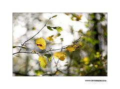 m5_173810_herbst_fc