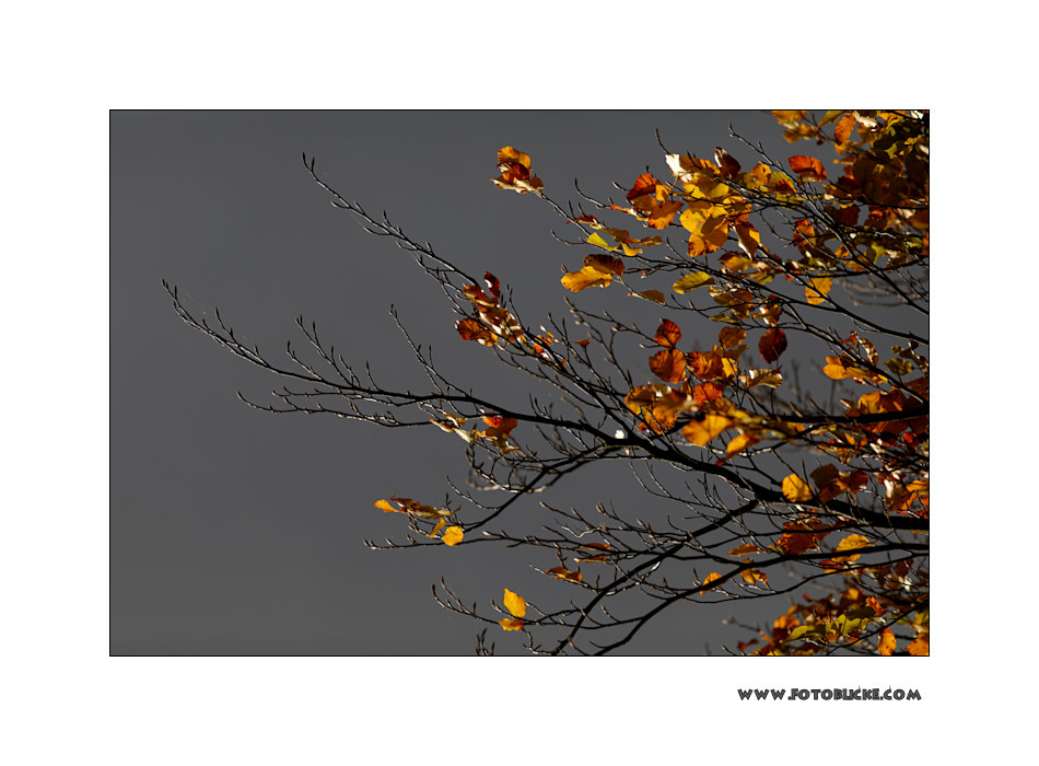 m5_173830_herbst_fc