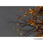 m5_173830_herbst_fc