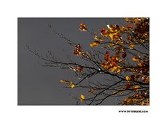 m5_173830_herbst_fc