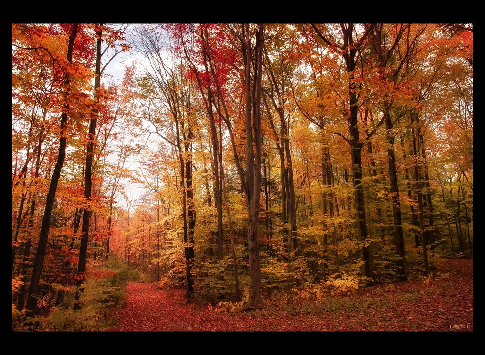 Ma balade en forêt (2)