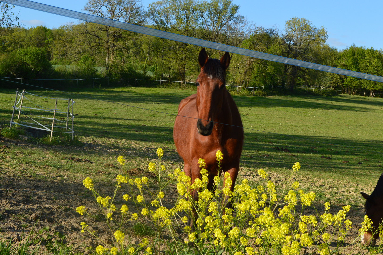 ma belle fleurie