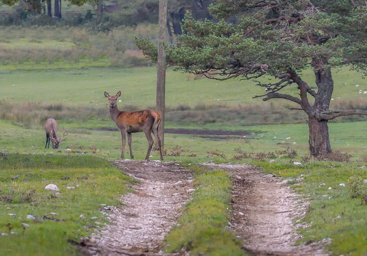 Ma biche!!!!