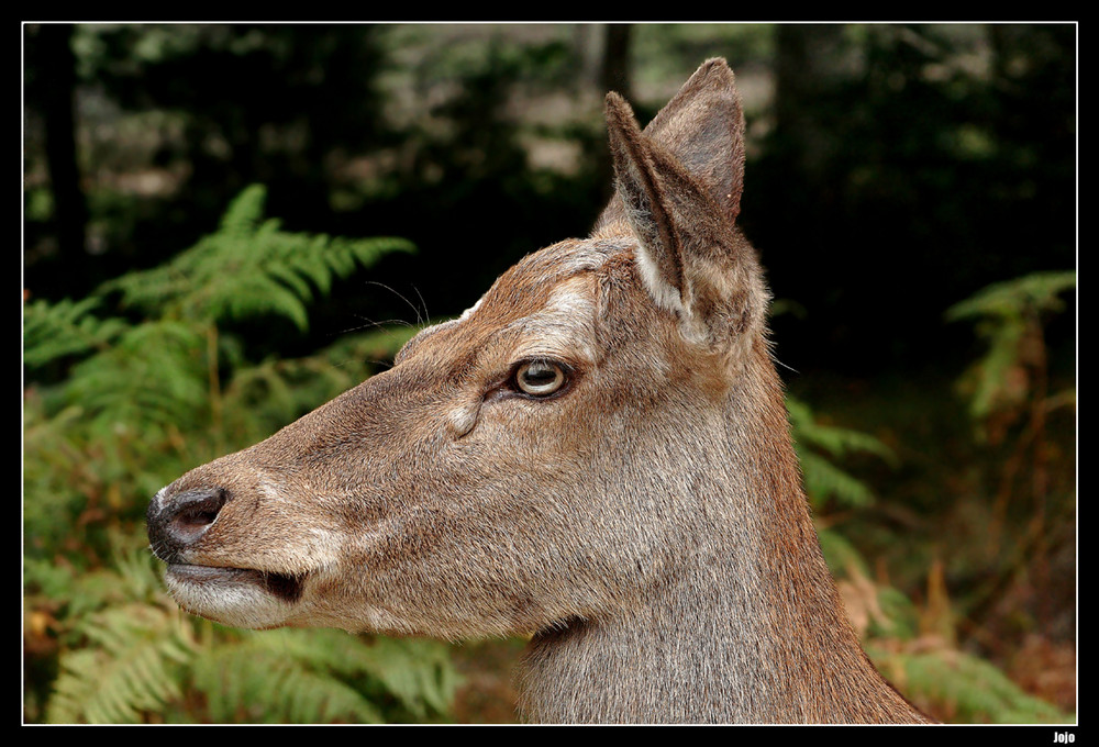 ...Ma biche...!