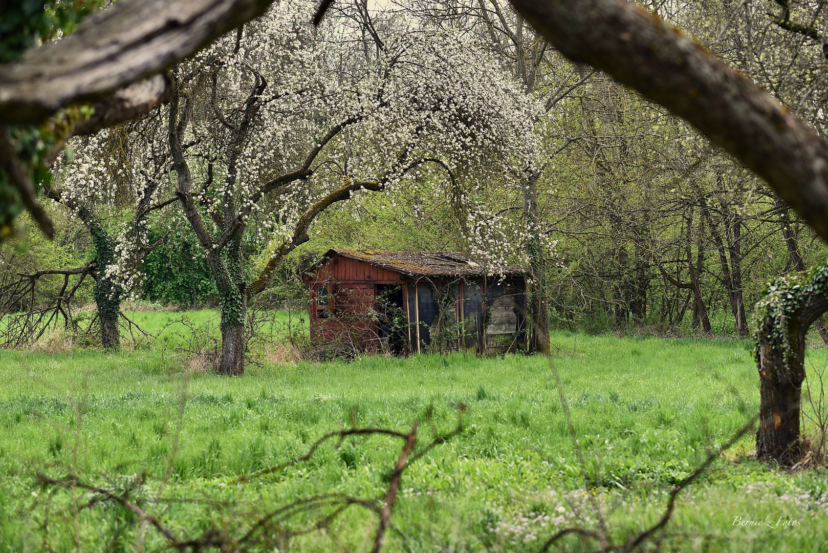 Ma cabane au fond du jardin