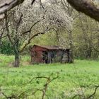 Ma cabane au fond du jardin