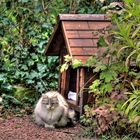 MA CABANE AU FOND DU JARDIN