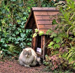 MA CABANE AU FOND DU JARDIN