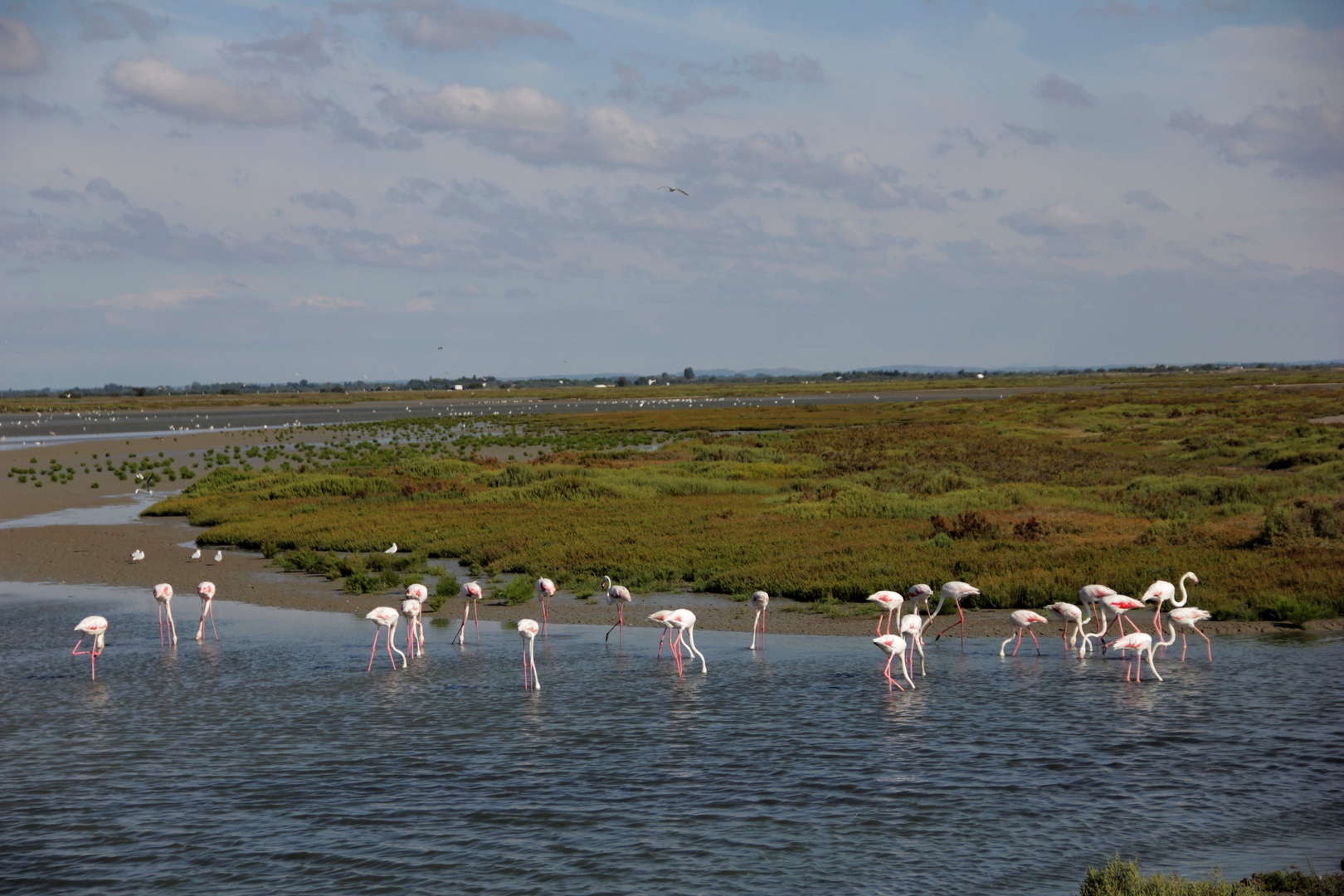 ma camargue